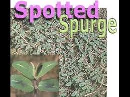 One of the keys to identifying purslane is its fleshiness. Wild Edible Plant Foraging Purslane S Poisonous Look Alike Spurge Youtube