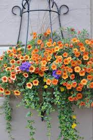 A perfectly placed hanging basket filled with bountiful blooms could do the trick! Flowers Delivery Online Flowers Florist Singapore Flowers Delivery Singapore Singapore Florist Plants Container Gardening Hanging Plants