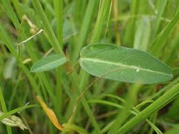 Image result for Alysicarpus rugosus