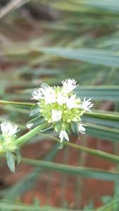 Image result for Spermacoce ruelliae