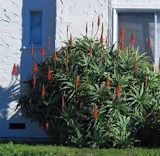 Image result for Aloe arborescens × inyangensis