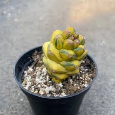 Image result for Monadenium friesii