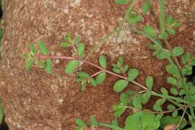 Image result for Euphorbia inaequilatera