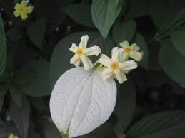 Image result for Pseudomussaenda stenocarpa