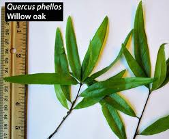 Image result for Ficalhoa laurifolia