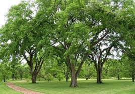 Thomas elms is an actor, known for timeless (2016), project blue book (2019) and motherland: Elm Tree Pruning Ban In Effect For April Discoverestevan Com