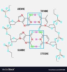 The nitrogen bases are adenine guanine cytosine and thymine. What Type Of Bonds Spontaneously Form Between Two Complementary Strands Of Dna A Hydrogen Bonds B Covalent Bonds C Phosphodiester Bonds D Polar Covalent Bonds Study Com