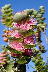 Image result for Cyclocarpa