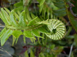 Image result for Dryopteridaceae