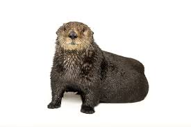 Special needs baby therapy tool. Sea Otter National Geographic
