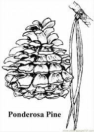 They help us to know which pages are the most and least popular and see how visitors move around the site. Pine Tree Coloring Pages Lrg Coloring Page For Kids Free Trees Printable Coloring Pages Online For Kids Coloringpages101 Com Coloring Pages For Kids