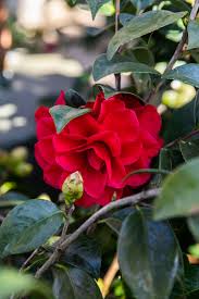 Camellia J Tom Knudsen Matsuda S In 2020 Showy Flowers Camellia Plants
