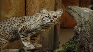 We did not find results for: Gato Montes Sudamericano Guia De Fauna Rutachile