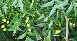 We did not find results for: Medicinal Values Of Neem Fruits