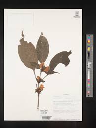 Image result for Acanthus mayaccanus