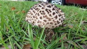 Image result for Strobilomyces strobilaceus