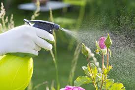 Quel Dosage De Savon Noir Contre Les Pucerons En 2020 Insecticide Naturel Pucerons Ravageurs Du Jardin