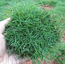 Cara menanam rumput jepang ini sangatlah mudah sekali. Rumput Jepang Tanaman Rumput Jepang Konstruksi Dan Taman 815134139