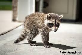 Sweet Baby Raccoon Pictures Raccoon Babyraccoon Cuteraccoon Sweetraccoon Littleraccoon Cutebabyracco Pet Raccoon Baby Raccoon Cute Baby Animals