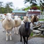 Volunteer Orientation July 7 — Merrymac Farm Sanctuary