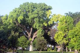 Image result for Populus deltoides