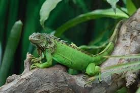 The green iguana is a vibrant shade of green with a long, straight tail. Animal Information Green Iguana