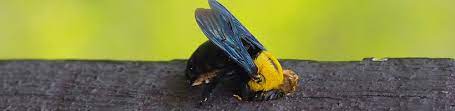 Our service is the preferred pest control service in the south east and available any day of the week, including most bank holidays. Carpenter Bee Exterminator Viking Pest Control Nj Pa Md De
