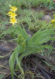Image result for Hypoxis angustifolia