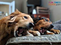 Maybe you would like to learn more about one of these? The Best Place To Buy Antlers For Dogs Pros And Cons Of Whole Vs Split Antlers For Dogs How To Soften Deer Antlers For Dogs The First Time Dog Owner Guide