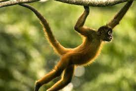 Amazon Rainforests Animals The Spider Monkey Rainforest Animals Amazon Rainforest Animals Spider Monkey