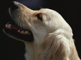 Also, whether they have metastasized or not or have started to spread to although there is much debate about the causes of bone cancer among dogs, the precise cause is still unknown to science. Canine Bone Cancer Vaccine Hints At A Human Version