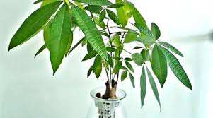Money tree is a tropical tree. Can The Leaves Of A Money Tree Be Inserted The Plant Aide