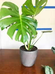 The 18 best pots for your indoor plants. Pots For Indoor Plants Choose Your Best Type Based On How You Water Your Plants Greenhouse Studio