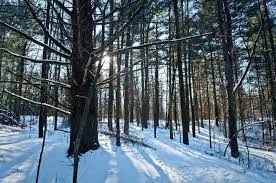 Pinckney State Recreation Area Recreation Area Pinckney Recreation