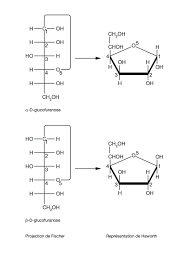 Anomère — un anomère est une configuration particulière que l on retrouve dans la chimie des sucres (formes cycliques de sucres, diastéréo isomères de hétéroside). Representation De Haworth Des Anomeres Alpha Et Beta Du Le Monde En Images