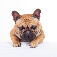 European french bulldogs also have better tolerance for heat as well as cold, thus they are perfect dogs for virtually any climate, whether it is south florida tropical or alaska arctic. How To Buy A French Bulldog Puppy On A Low Budget