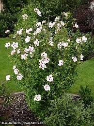 Hibiscus Syriacus Rose Of Sharon Plants Screen Plants