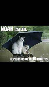 Glad You Noah Guy Little Pun There Crazy Cats Cat Lady Crazy Cat Lady