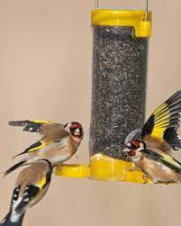 Tube feeders with narrow feeding ports, wire mesh feeders, and mesh socks are popular nyjer feeder. Buy Get Set Go 2 Port Niger Seed Feeder 175mm 4 75 Selling Fast