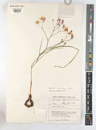 Image result for Afrosolen coeruleus