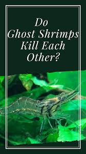 Do Ghost Shrimps Kill Each Other In 2020 Ghost Shrimp Ghost Shrimp