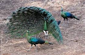 Hello Ladies In Green Peafowl Peacock Pictures Peacock