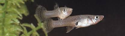 They may more properly be called mosquitofish but. Pond Fish Profile Mosquito Fish