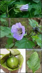 Image result for Nicandra physalodes