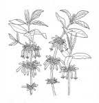 Image result for Vangueria ferruginea