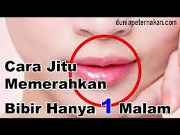Cara memerahkan bibir secara alami juga bisa dengan memanfaatkan minyak zaitu. Cara Memerahkan Bibir Secara Alami Lemon Odol Lipstik Jeruk Obat Harga