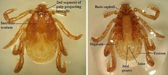 Download the app to get started. Phenotypic And Genotypic Identification Of Hard Ticks Of The Genus Haemaphysalis Acari Ixodidae In Peninsular Malaysia Springerlink