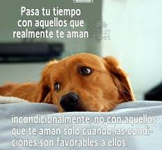 Dale Amor Perros Perros Frases Mascotas