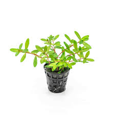 Image result for Nesaea