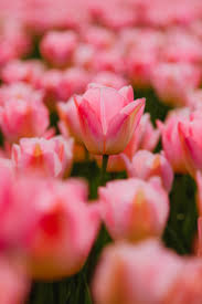 Field full of flowers near me. The Best Tulip Fields Netherlands Map Once Upon A Journey